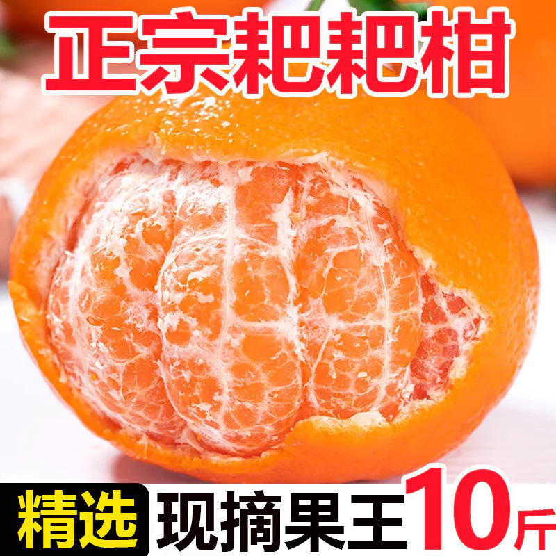 耙耙柑四川橘子